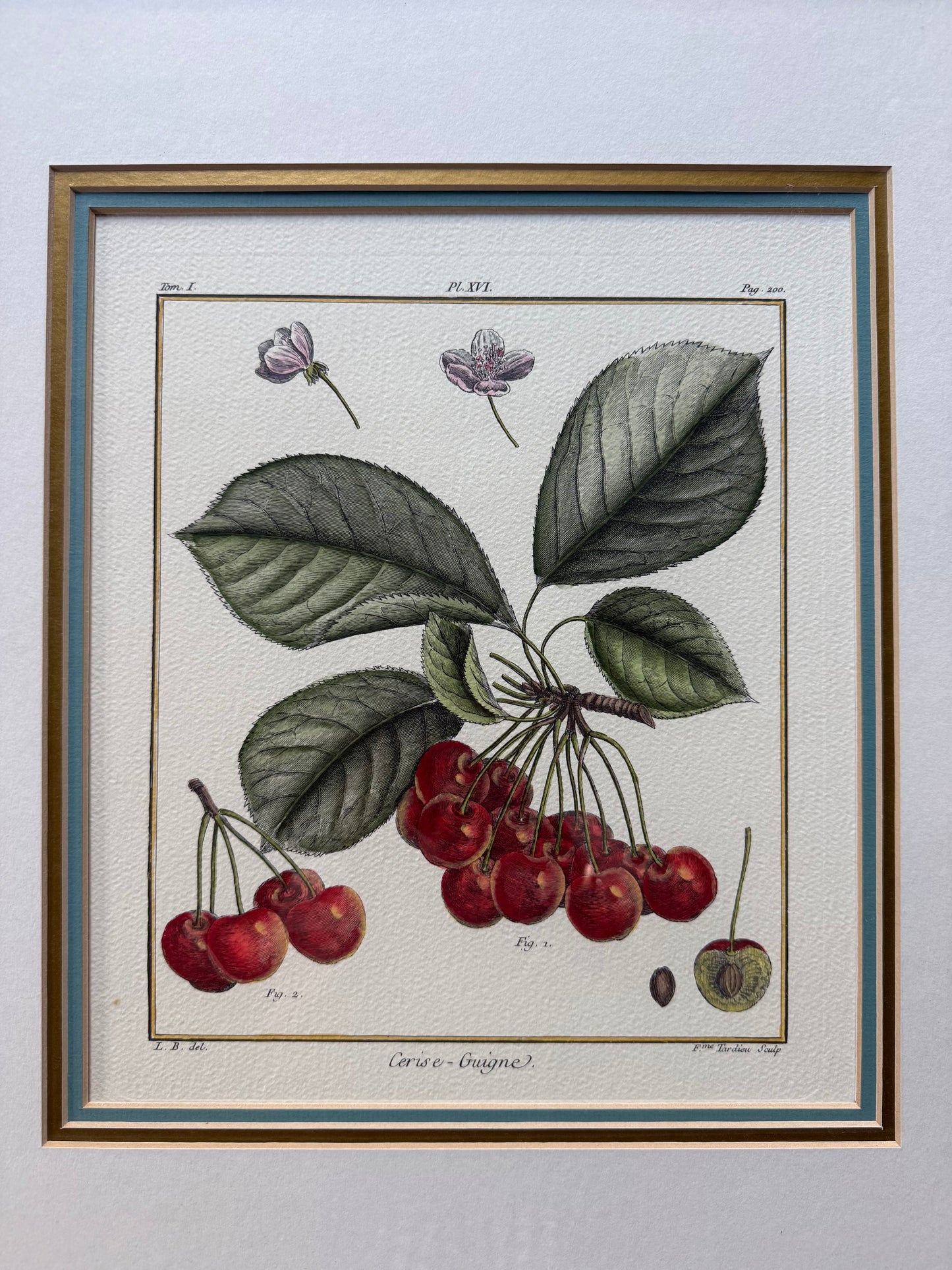 Hand Colored French Botanical Engraving