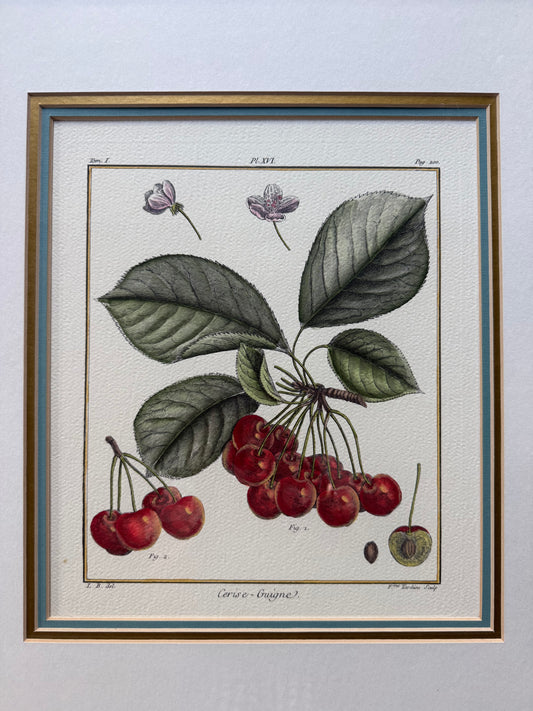 Hand Colored French Botanical Engraving